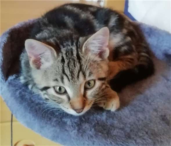 Lenny sucht ein neues Zuhause.Fotos: privat