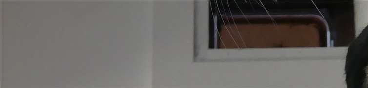 Leo (männlich) sind Menschen gegenüber aufgeschlossen. Fotos: privat