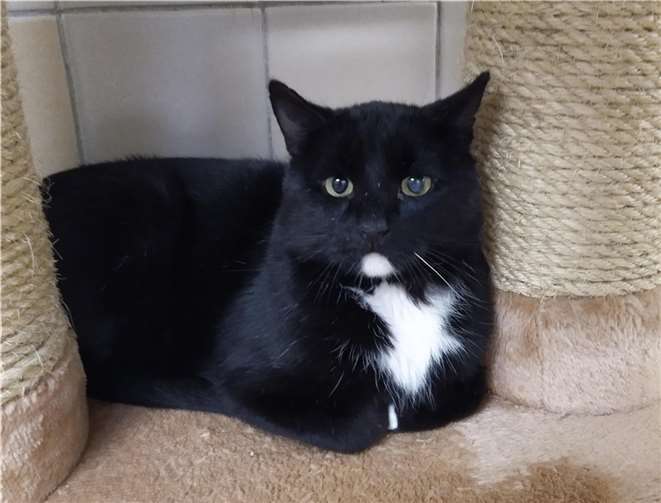 Leon Foto: Tierheim u. Tierschutzverein Kreis Ahrweiler e.V.