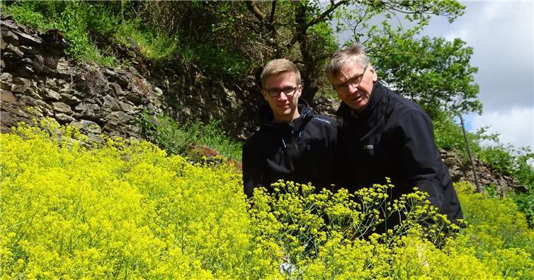 Lepidopterologe Daniel Müller (li.) und Razejung Dieter Möhring beim Insektenmonotoring auf einer ehemaligen Weinbergterrasse mit blühendem Färberwaid. Foto: privat