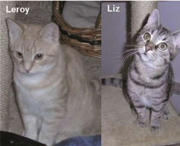 Leroy und Liz suchen gemeinsam ein neues Zuhause. privat