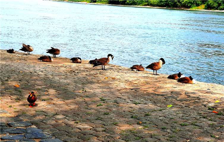 Leser Dietmar Groß entdeckte Kanadagänse und Nilgänse an dem kleinen deutschen Eck in Andernach.