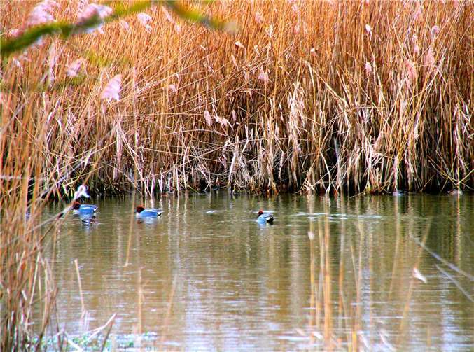 Leser Dietmar Groß erfasst in einem Foto die neuen Besucher in den Thürer Wiesen. Foto: Dietmar Groß