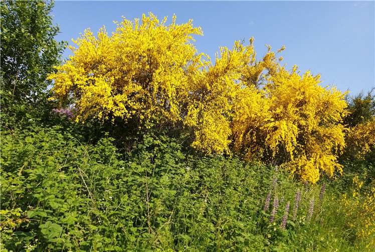 Leuchtend blühender Ginster säumte den Weg der Wanderer.