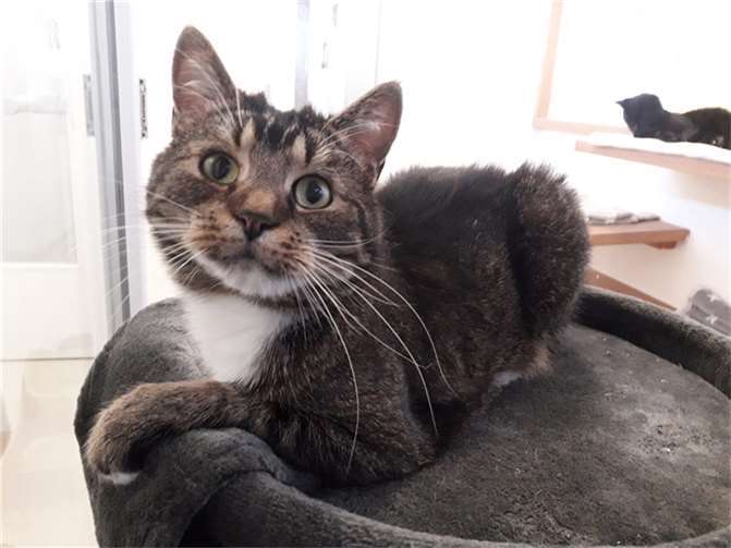 Levent. Fotos: Tierheim Andernach