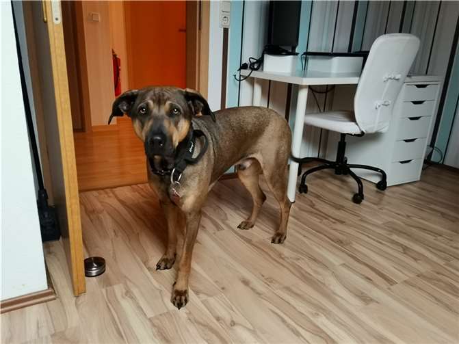 Liebevollea Kraftpaket Boomer.