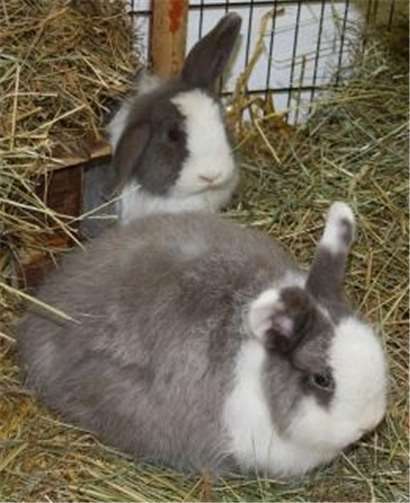 Lieschen & Lottchen sind zwei süße Kaninchen.Tierheim Ludwigshof
