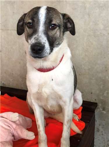 Liesza: Mischling, weiblich/kastriert, geboren am 10. Juli 2018. Foto: privat