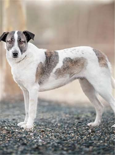 Drei Hunde warten auf ein neues zu Hause Liesza ist eine Mischung aus Hütehund und Herdenschutzhund. Fotos: privat