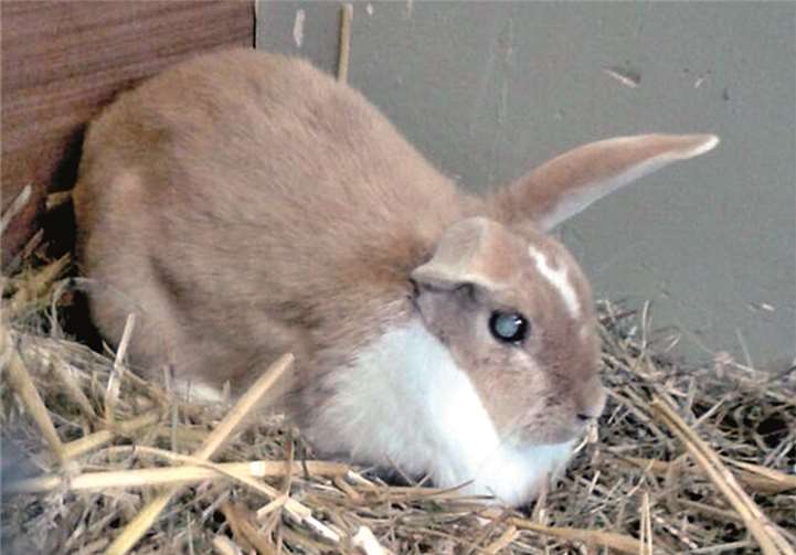 Lilly ist blind und sollte daher nicht in einer Kaninchengruppe leben. privat
