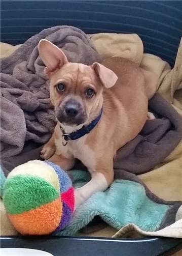 Lilly ist eine Mischung aus Bulldogge und Jack Russel. privat
