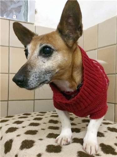 Lilly ist total verschmust.Foto: Tierheim u. Tierschutzverein Kreis Ahrweiler e.V.