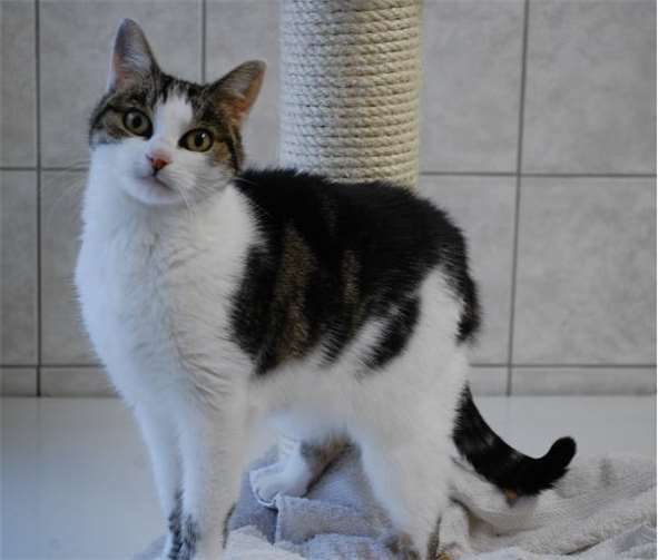 Lilly liebt das Schmusen. privat