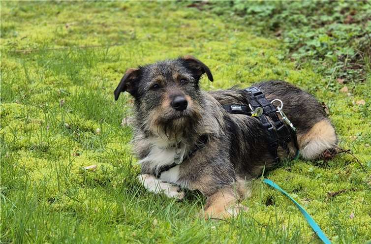 Lina muss schon länger unter schrecklichen Schmerzen gelitten haben.  Foto: Tierschutz Siebengebirge/Antje Firmenich