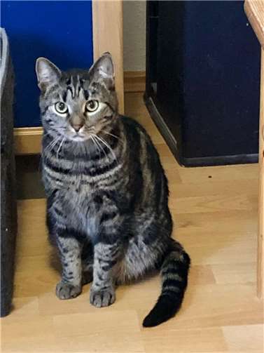 Linda braucht ein neues Zuhause.