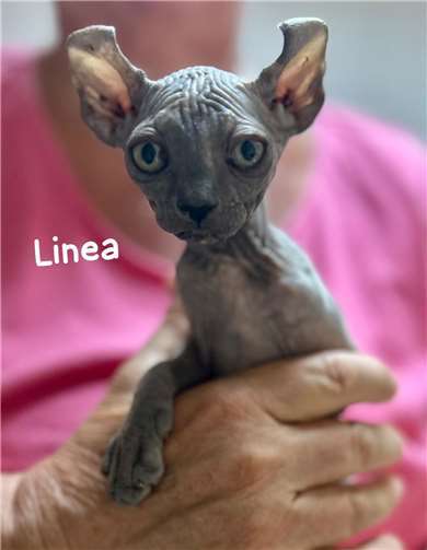 Linea.