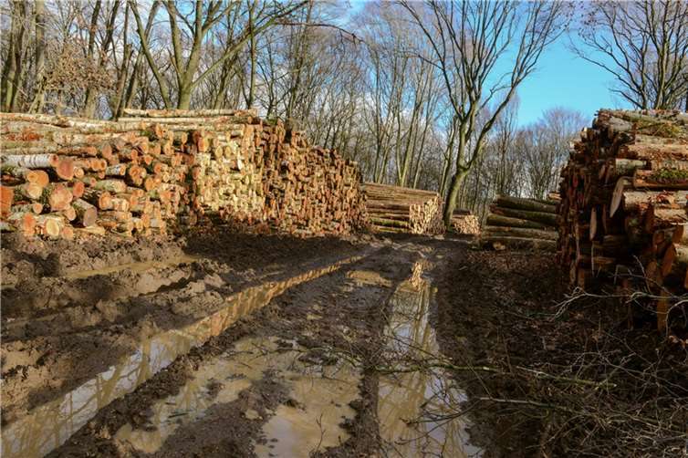 Links ein großer Polder mit Birkenstämmen. Der karge Boden ist kaum für Holzproduktion geeignet.