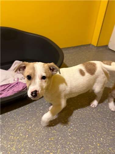 Linus. Fotos: privat