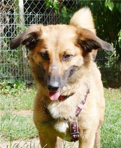 Lissi sollte zu eher erfahrenen Hundehaltern kommen. privat