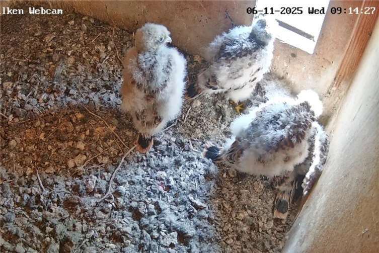 Live dabei bei der Kinderstube der Greifvögel.  Quelle: NABU NRW