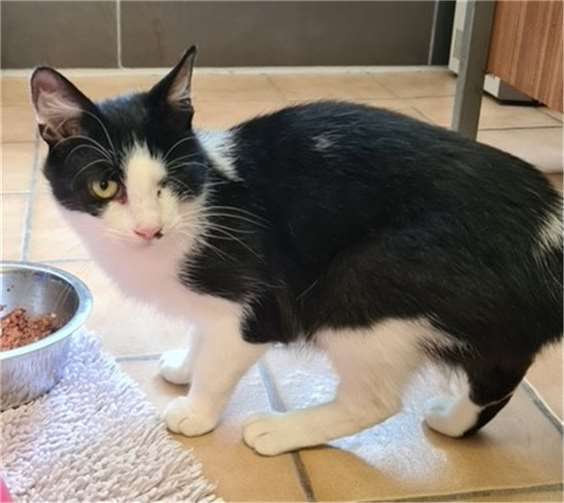 Lizzy sucht ein Zuhause. Foto: privat