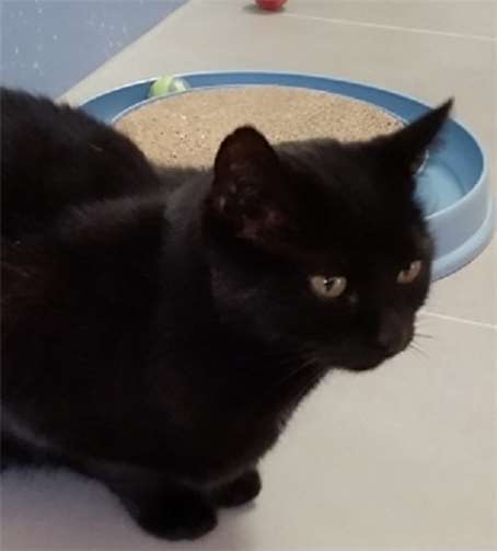 Lizzy sucht ein Zuhause. Privat