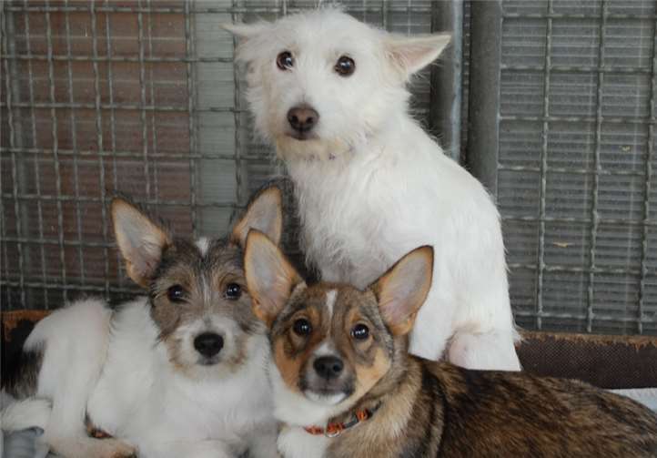 Ljubima, Ivka und Martina.