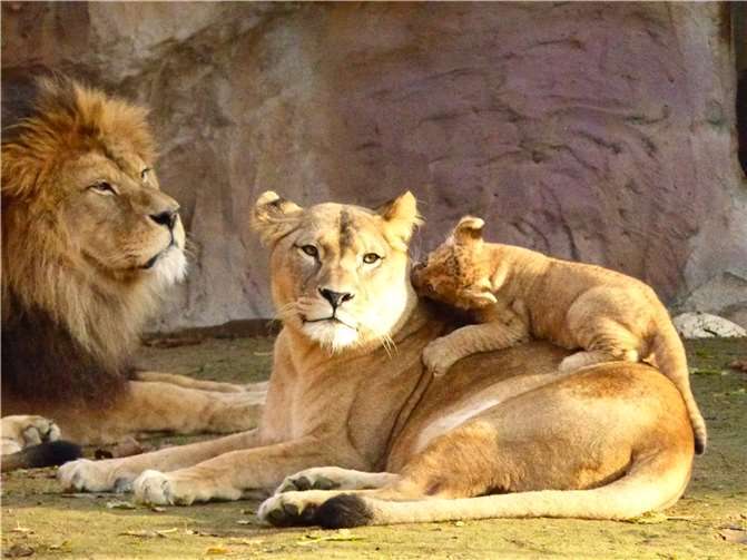 Löwin Zari und Kater Schröder haben wieder Nachwuchs bekommen.