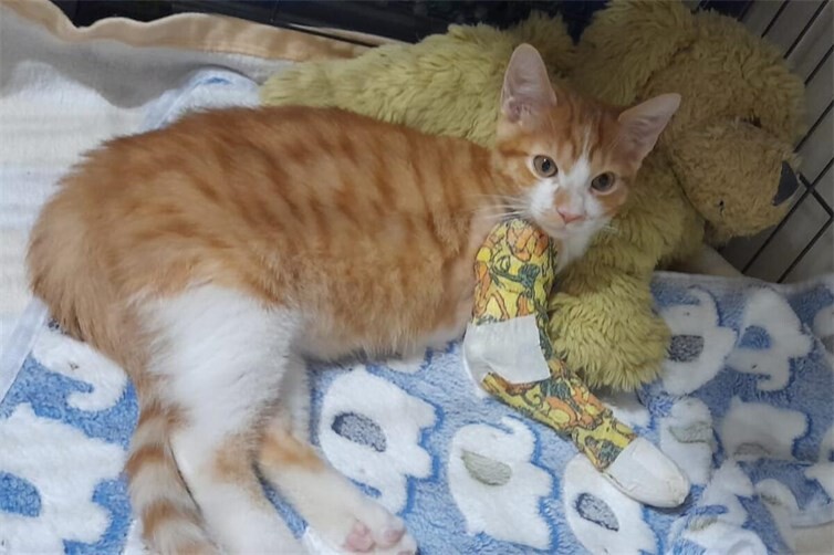 Loki nach der OP