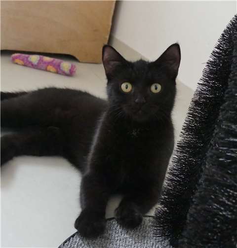 Lollek ist ebenso wie Bollek nicht für Wohnungshaltung geeignet