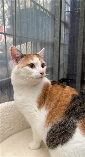 Lotta sucht ein neues Zuhause.Fotos: privat