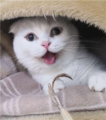 Lu sucht ein neuen Zuhause. Foto: Tierheim u. Tierschutzverein Kreis Ahrweiler e.V.