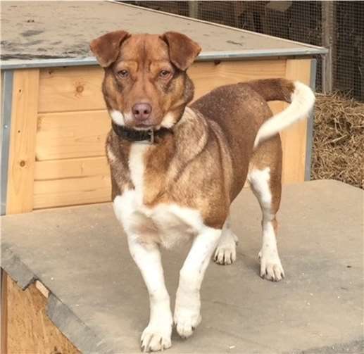 Luana kann man im Tierheim in Remagen kennenlernen. Tierheim u. Tierschutzverein Kreis Ahrweiler e. V.