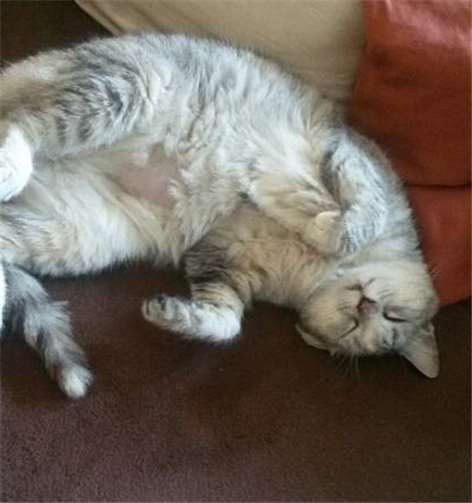 Luca ist enorm menschenbezogen und verschmust. privat