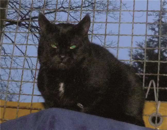 Luchs ist ein echter Schatz für Katzenliebhaber.  privat