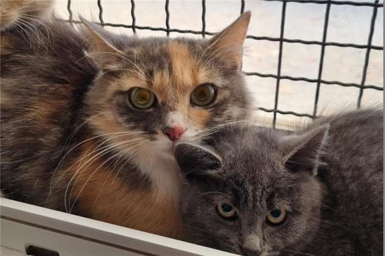 Lucienne ist eine Fundkatze aus Polch.  Foto: Sybill Limbach