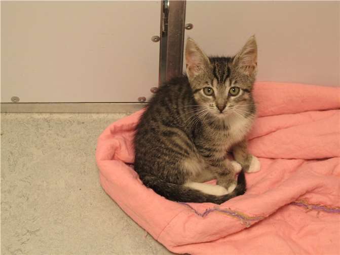 Lucita.Fotos: Katzenhilfe Westerwald e. V.