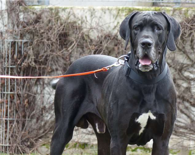 Lucky braucht aufgrund seiner Größe Menschen, die ihm physisch gewachsen sind. privat