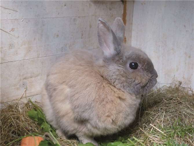 Lucky ist blind und sucht ein ruhiges Zuhause. privat