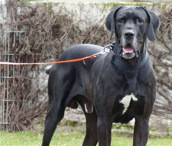 Lucky sucht ein neues Zuhause. Privat