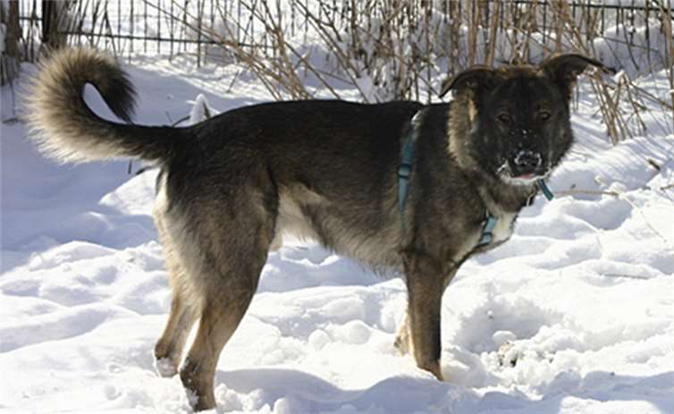 Lucky sucht ein neues Zuhause mit viel Platz. privat