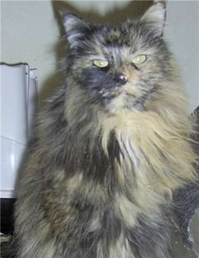 Lucky sucht ein neues Zuhause.Privat