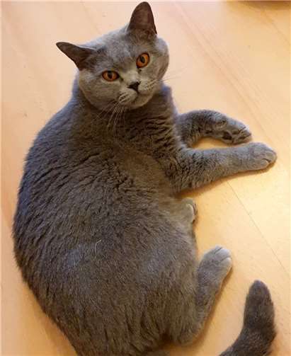 Lucy ist ein Schatz. Super verschmust, ein wenig verspielt und einfach nur lieb.Foto: privat