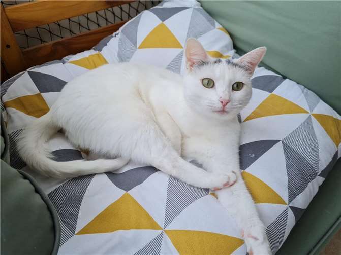 Lucy wartet in Wachtberg auf ein neues Zuhause.  Foto: privat