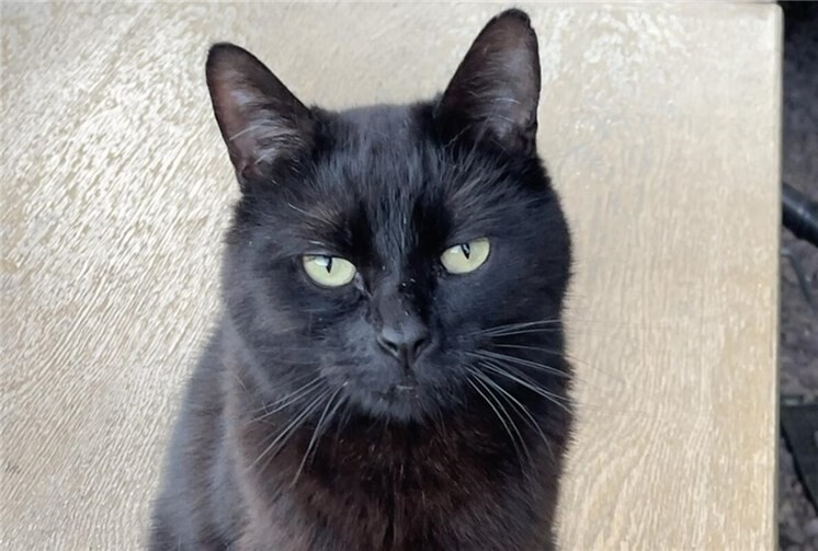 Lucy wird in Hausen (Wied) vermisst und ist erkennbar an zwei kleinen Schlitzen am linken Ohr.