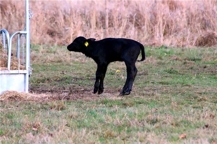 Luftsprung vor Freude: Es gibt nämlich frisches Futter.