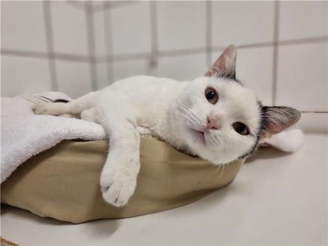 Luisa ist eine Fundkatze aus Ettringen.  Foto: Sybill Limbach