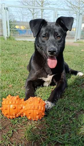 Lulu