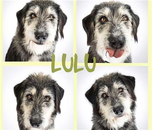 Lulu – Vorsicht ist die Mutter der Porzellankiste Lulu braucht einen Zweibeiner mit viel Geduld. Foto: privat