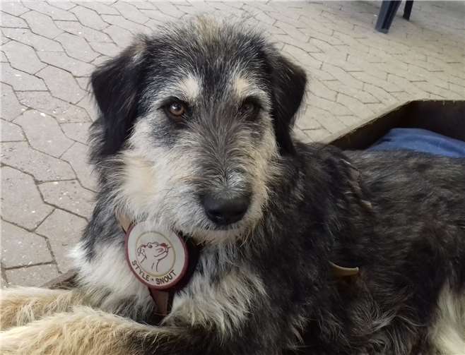 Lulu ist erst ein Jahr alt. Foto: privat